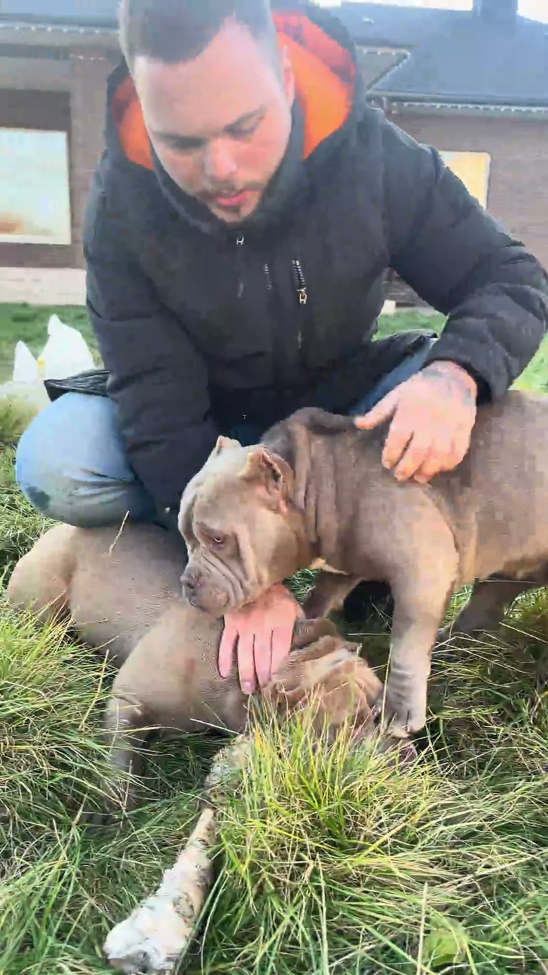 как отучить собаку преследовать как отучить собаку преследовать